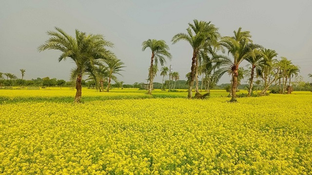 সরিষা চাষে ফেনীর কৃষকদের ঘুরে দাঁড়ানোর আশা