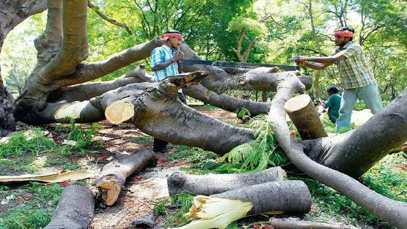 অনুমতি ছাড়া গাছ কাটা যাবে না : হাইকোর্টের রায়