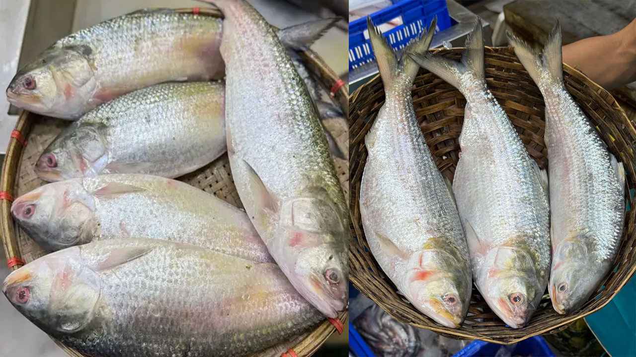 মৌসুমের শুরুতে নাগালের বাইরে ইলিশের দাম