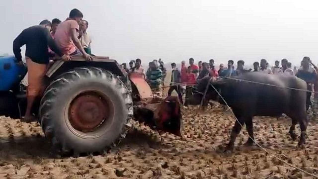 জবাই করতে যেয়ে দড়ি ছিঁড়ে মহিষের আক্রমণ
