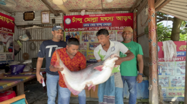 পদ্মার ২৫ কেজির পাঙাস সাড়ে ৬৭ হাজারে বিক্রি