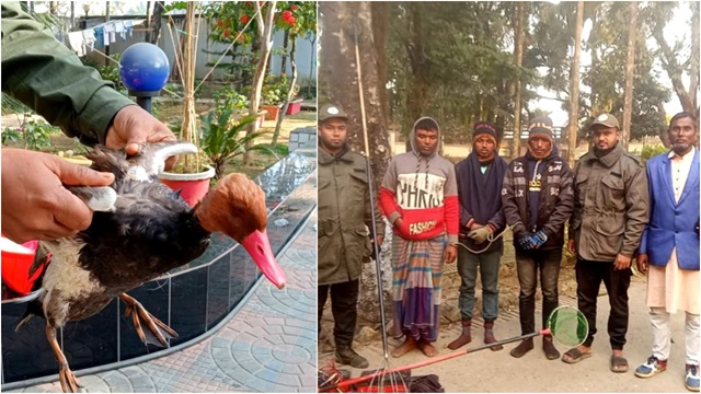 টাঙ্গুয়ার হাওরে বুনো হাঁস-পাখি শিকার, তিনজনকে আটক