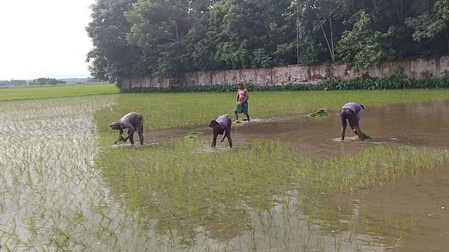 বৃষ্টির ছোঁয়ায় প্রাণ ফিরেছে আমনের মাঠ