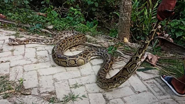 শরণখোলায় ২০ ফুট লম্বা অজগর উদ্ধার