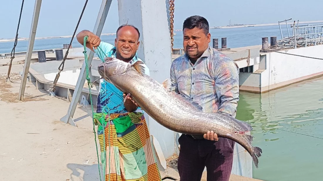 পদ্মায় জেলের জালে বিশাল বোয়াল