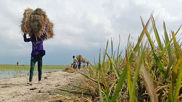 বোরো সংগ্রহে সরকারের ১৯ নির্দেশনা