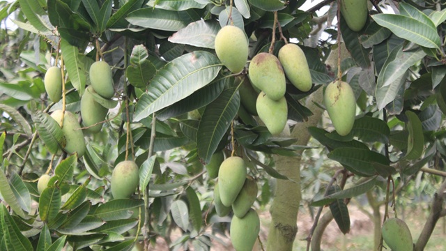রমজানেও মিলছে সুস্বাদু কাটিমন আম