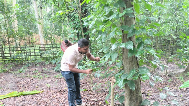 চুইঝাল চাষে স্বাবলম্বী হওয়ার স্বপ্ন দেখছেন যশোরের ৭০০ যুবক