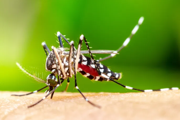 ডেঙ্গুতে একজনের মৃত্যু, হাসপাতালে ভর্তি ৪৩০