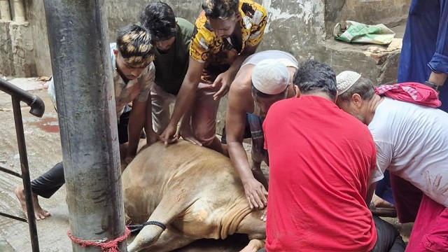 ঈদের দ্বিতীয় দিনেও চলছে পশু কোরবানি