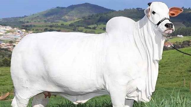 গিনেস বুকে ৪ মিলিয়ন ডলারের গরু!