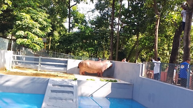 বাঘ দিয়ে জলহস্তী পেল চট্টগ্রাম চিড়িয়াখানা