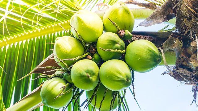 খালি পেটে ডাবের পানি খেলে শরীরে যা ঘটে