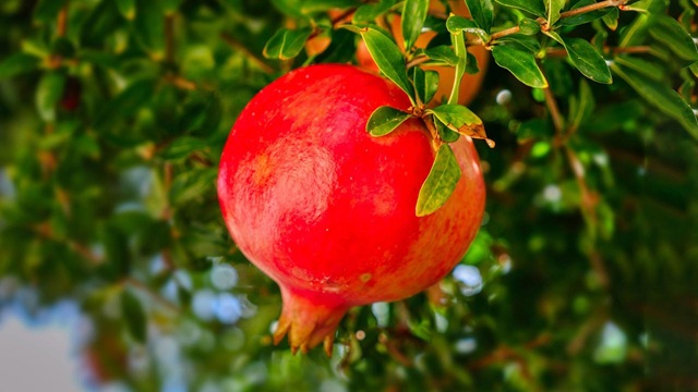 প্রতিদিন ডালিম খেলে শরীরে যা ঘটে