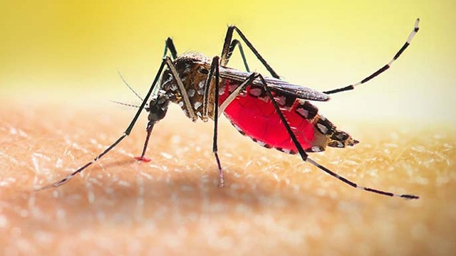 ডেঙ্গুতে আরও দুইজনের মৃত্যু, হাসপাতালে ভর্তি ৩৯২