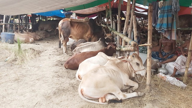 এবার ঈদুল আজহায় ৮টি অস্থায়ী পশুর হাট বসাবে ডিএনসিসি