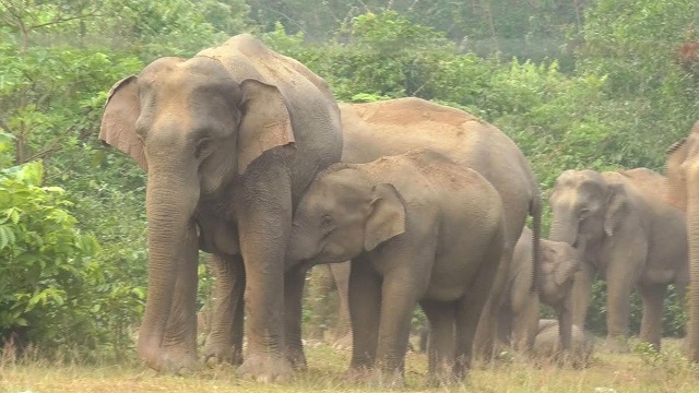 গারো পাহাড়ে হাতির সংকটময় জীবন, বেড়েই চলেছে মানুষের সঙ্গে দ্বন্দ্ব