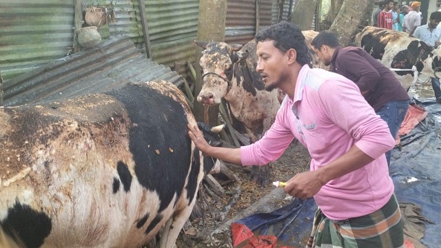 মালিককে ঘরে আটকে খামারে পেট্রোল ঢেলে আগুন, দগ্ধ ৮ গরু