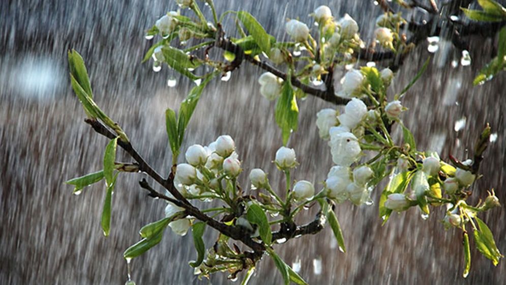 বৃষ্টি নিয়ে যে পূর্বাভাস দিল আবহাওয়া অফিস