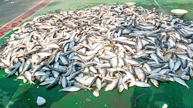 ৩১ মার্চ থেকে ৪ এপ্রিল পর্যন্ত উদযাপন হবে জাটকা সংরক্ষণ সপ্তাহ