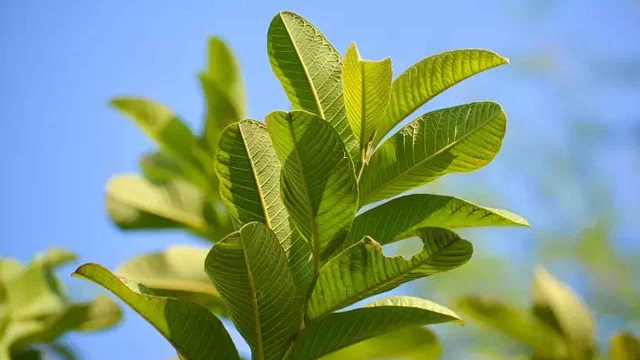 ক্যানসার-হার্ট অ্যাটাকের ঝুঁকি কমায় পেয়ারা পাতা, খাবেন কীভাবে?