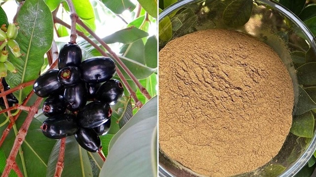জামের বীজের গুঁড়া খেলে কী হয়?
