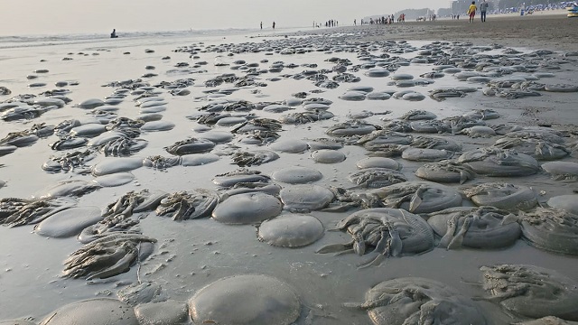 কক্সবাজার সৈকতে ভেসে আসছে শত শত মৃত জেলিফিশ