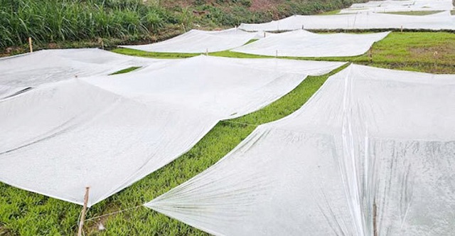 কুয়াশায় কোল্ড ইনজুরির ঝুঁকিতে বোরো বীজতলা