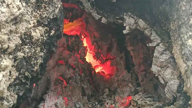 কড়ই গাছে জ্বলছে আগুন, নেভাতে পারছে না ফায়ার সার্ভিস