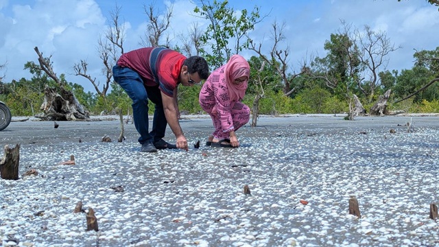 সাদা ঝিনুকের গালিচায় সেজেছে কুয়াকাটা সৈকত 
