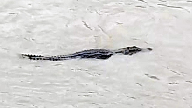 মাগুরায় শিশু ধর্ষণ : গভীর রাতে শুনানি, ৪ আসামি রিমান্ডে