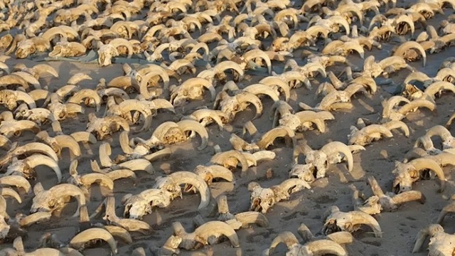 মিশরে পশুর হাজার হাজার মমির সন্ধান