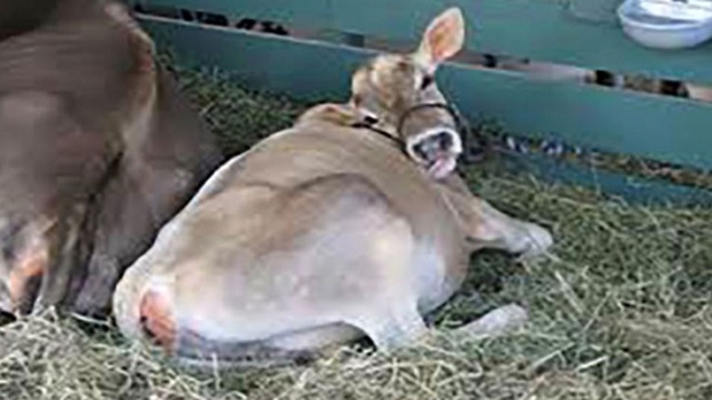 মরা গরুর মাংস বিক্রি করায় একমাসের কারাদণ্ড