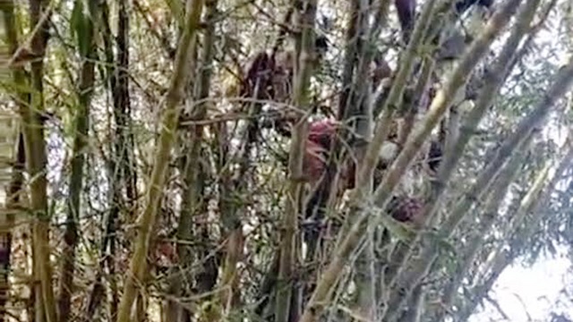 ৬০ ফুট উঁচু বাঁশঝাড়ের মাথায় গৃহবধূ, উদ্ধারে ফায়ার সার্ভিস 