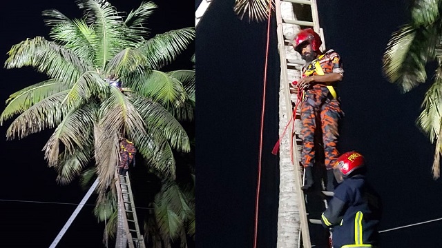 নারকেল গাছে উঠে জ্ঞান হারালো কিশোর, ৯৯৯ এ ফোন করে উদ্ধার