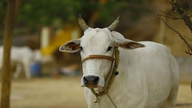 কোরবানি না করলে গুনাহ হয়? কী বলছে ইসলাম
