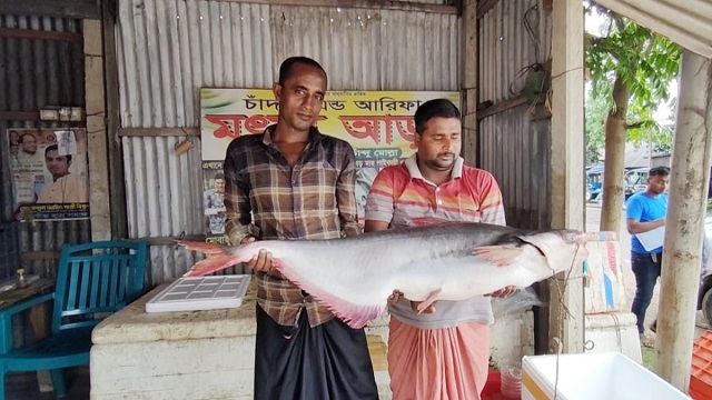 পদ্মার এক পাঙাশ সাড়ে ২৫ হাজারে বিক্রি