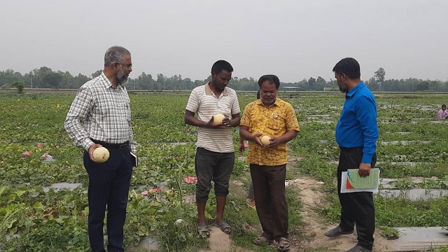 মরুভূমির ফল ‘সাম্মাম’ চাষ করে কৃষক মণ্ডলের বাজিমাত