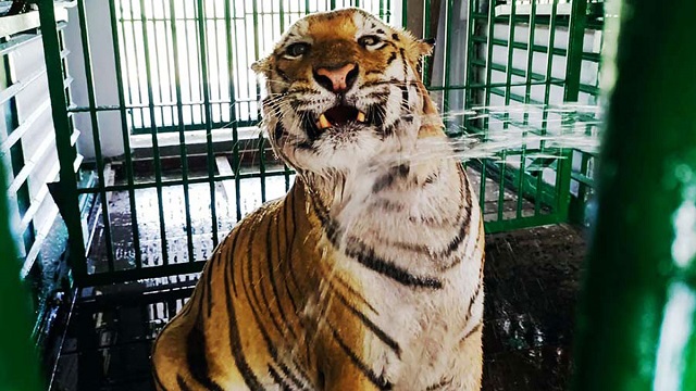 গ্রীষ্মে বাঘদের উপশমের জন্য দিনে দুবার স্যালাইন দেওয়া হয়