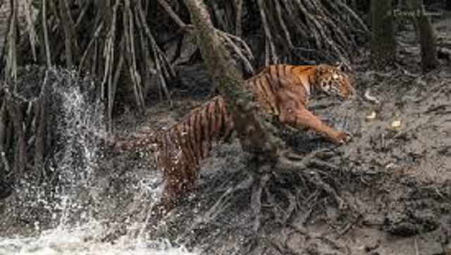 সুন্দরবনে একসঙ্গে ৩ বাঘের দেখা পেলেন পর্যটকরা