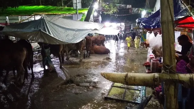 রাজধানীর পশুর হাটে বৃষ্টির বাগড়া, বিড়ম্বনায় ক্রেতা-বিক্রেতারা