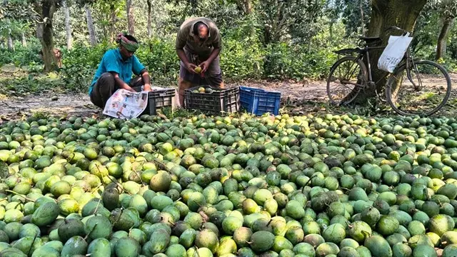 ফ্রুট ব্যাগিংয়ে সুরক্ষিত হিমসাগর আম, রপ্তানিতে নতুন সম্ভাবনা