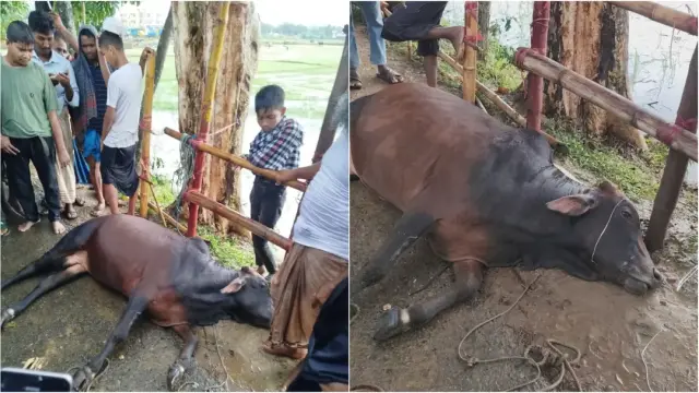 ‘ক্রেতারা ভালো দামও বলছিলেন, বজ্রপাতে সব শেষ হয়ে গেল’