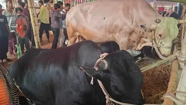 গাবতলী হাটের আকর্ষণ ‘কালা জামাই’ ও ‘সাদা জামাই’