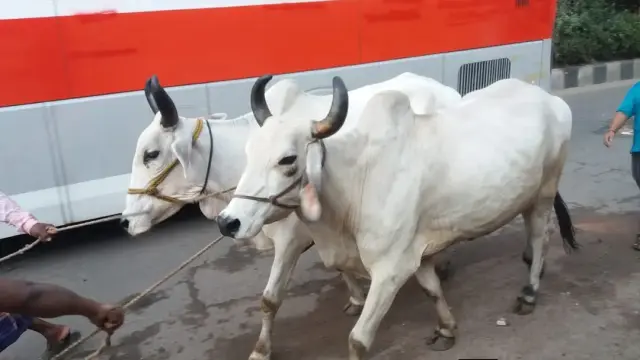 জবাইয়ে কড়াকড়ি, পশ্চিমবঙ্গে চিড়িয়াখানার বাঘও পাচ্ছে না গরু-মহিষের মাংস