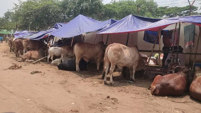 ছবি : সংগৃহীত
