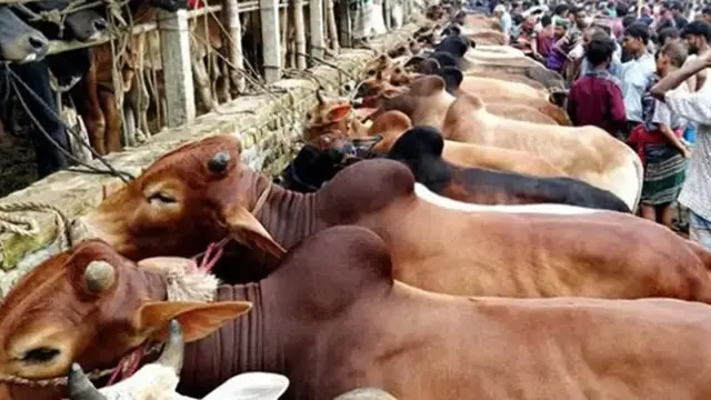 পিরোজপুরে জমে উঠেছে কোরবানির পশুর হাট