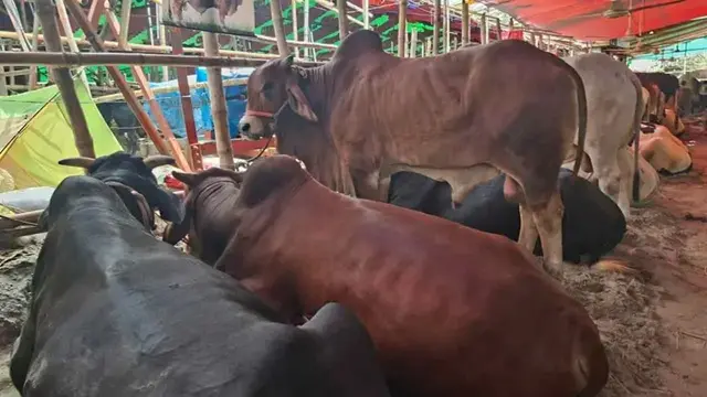 মাঝারি গরুতেই ক্রেতার চোখ