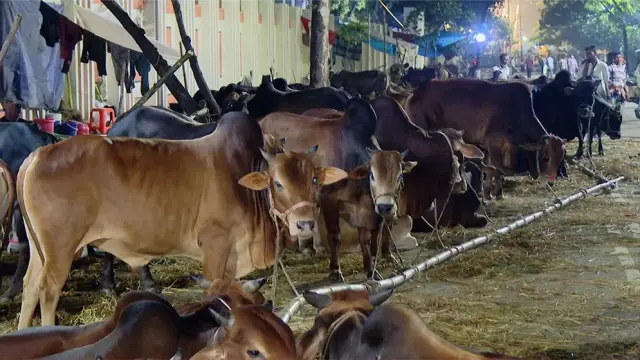 ছবি ‍: সংগৃহীত