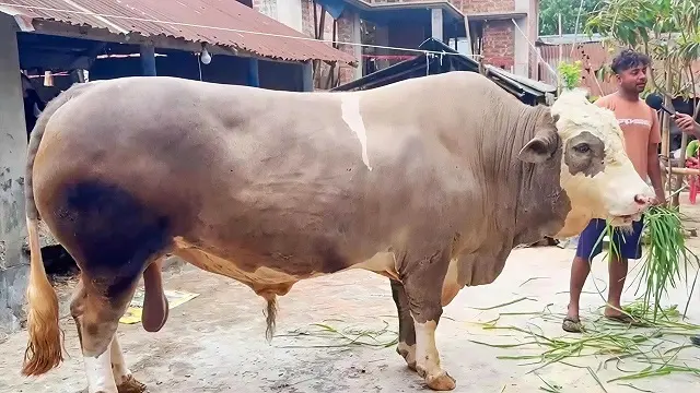 ছবি : সংগৃহীত